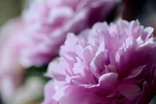 「シャクヤク(芍薬)」のサムネイル画像