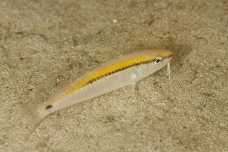 「ヒメジ」のサムネイル画像