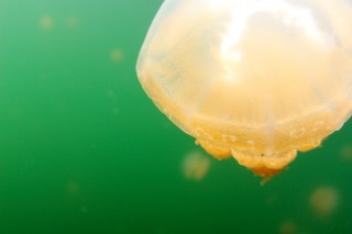 「タコクラゲ(@JELLYFISH LAKE)」のサムネイル画像