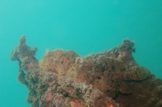 「ボンボリイザリウオ(ボンボリカエルアンコウ)」のサムネイル画像