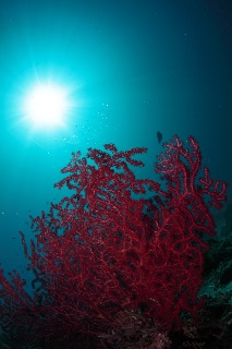 「無題」のサムネイル画像