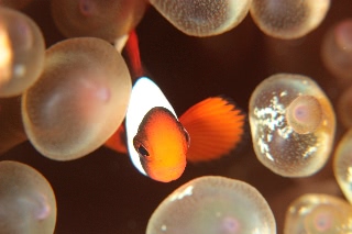 「クマノミ(Anemonefish)」のサムネイル画像