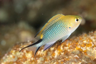 「オキナワスズメダイ」のサムネイル画像