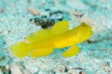 「ギンガハゼ(Banded shrimp goby)」のサムネイル画像