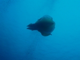 「アオリイカ(Bigfin Reef Squid)」のサムネイル画像
