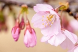 「カワヅザクラ(河津桜)」のサムネイル画像