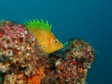 「オキゴンベ(yellow hawkfish)」のサムネイル画像