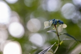 「ガクアジサイ(額紫陽花)」のサムネイル画像