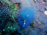 「イバラカンザシ(Christmas tree worm)」のサムネイル画像