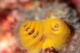 「イバラカンザシ(Christmas tree worm)」のサムネイル画像