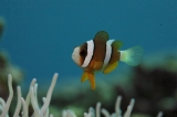 「クマノミ(Anemonefish)」のサムネイル画像