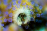 「カンザシヤドカリ(Coral Hermit Crab)」のサムネイル画像