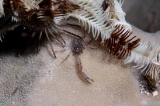 「Squat lobster」のサムネイル画像
