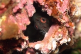 「ベニツケタテガミカエルウオ」のサムネイル画像