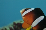 「クマノミ(Anemonefish)」のサムネイル画像