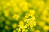 「菜の花」のサムネイル画像