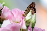 「蝶の仲間」のサムネイル画像