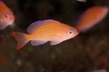 「ケラマハナダイ(Stocky Anthias)」のサムネイル画像