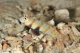 「ヤマブキハゼ(Orange-spotted shrimp Goby)」のサムネイル画像