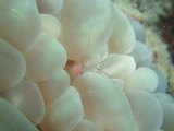 「ミズタマサンゴカクレエビ(Bubble coral shrimp,バブルコーラルシュリンプ)」のサムネイル画像