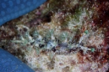 「ヒオドシウミウシ属の一種」のサムネイル画像