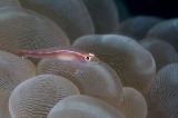 「セボシウミタケハゼ(Common ghost goby)」のサムネイル画像