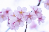 「カワヅザクラ(河津桜)」のサムネイル画像