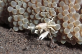 「カニの仲間」のサムネイル画像