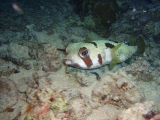 「ヒトヅラハリセンボン(black-blotched porcupinefish)」のサムネイル画像