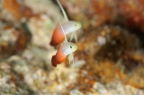 「ハタタテハゼ(Red fire Goby)」のサムネイル画像