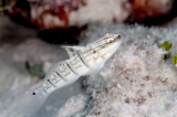 「サラサハゼ(White-barred Goby)」のサムネイル画像