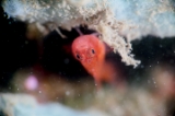 「シリウスベニハゼ(Skinspot Dwarfgoby)」のサムネイル画像