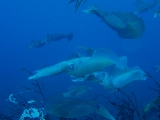 「アオリイカ(Bigfin Reef Squid)」のサムネイル画像