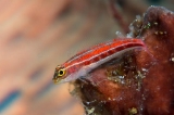 「タテジマヘビギンポ(Tropical striped triplefin)」のサムネイル画像