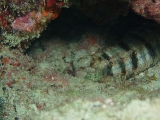 「オオイカリナマコ(Synaptid sea cucumbers)」のサムネイル画像