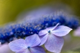 「ガクアジサイ(額紫陽花)」のサムネイル画像