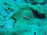 「イソハゼの仲間」のサムネイル画像