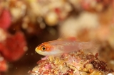 「sharp-eye pygmy-goby」のサムネイル画像
