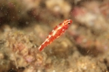 「red-blotched pygmy-goby(レッドブロッチピグミーゴビー)」のサムネイル画像