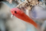 「シリウスベニハゼ(Skinspot Dwarfgoby)」のサムネイル画像