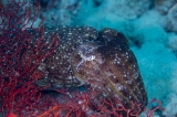 「コブシメ(Giant cuttlefish)」のサムネイル画像