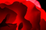 「バラ」のサムネイル画像