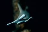 「シュモクザメ(Hammerhead shark)」のサムネイル画像