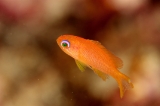 「キンギョハナダイ(日本)(Japanese Lyre-tail Basslet)」のサムネイル画像