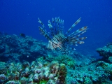 「ネッタイミノカサゴ(Spot-Fin Lionfish)」のサムネイル画像