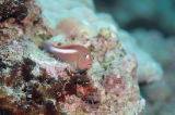 「メガネゴンベ(ring-eyed hawkfish)」のサムネイル画像