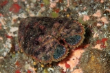 「ゾウリエビ」のサムネイル画像