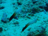 「ハタタテハゼ(Red fire Goby)」のサムネイル画像