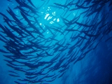 「オオカマス(Barracuda)」のサムネイル画像