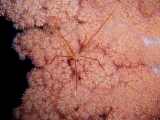 「オルトマンワラエビ(Ortmann's spider-crab)」のサムネイル画像